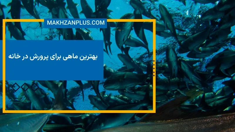 بهترین ماهی برای پرورش در خانه