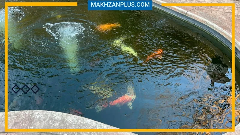 پرورش ماهی در استخر